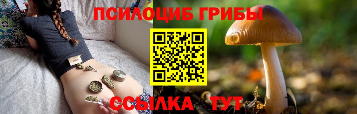 Славгород  Галлюциногенные грибы Cubensis  Вход с VPN 